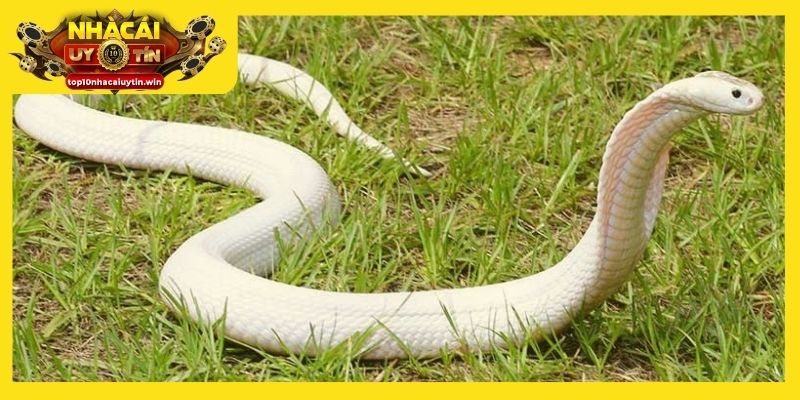 Mơ thấy rắn trắng - Dấu hiệu may mắn và nhận được sự giúp đỡ đúng lúc